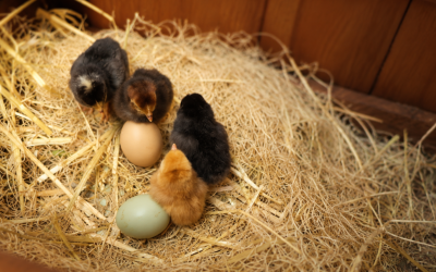 ADHD After 55: What Are You Ready to Hatch This Summer?