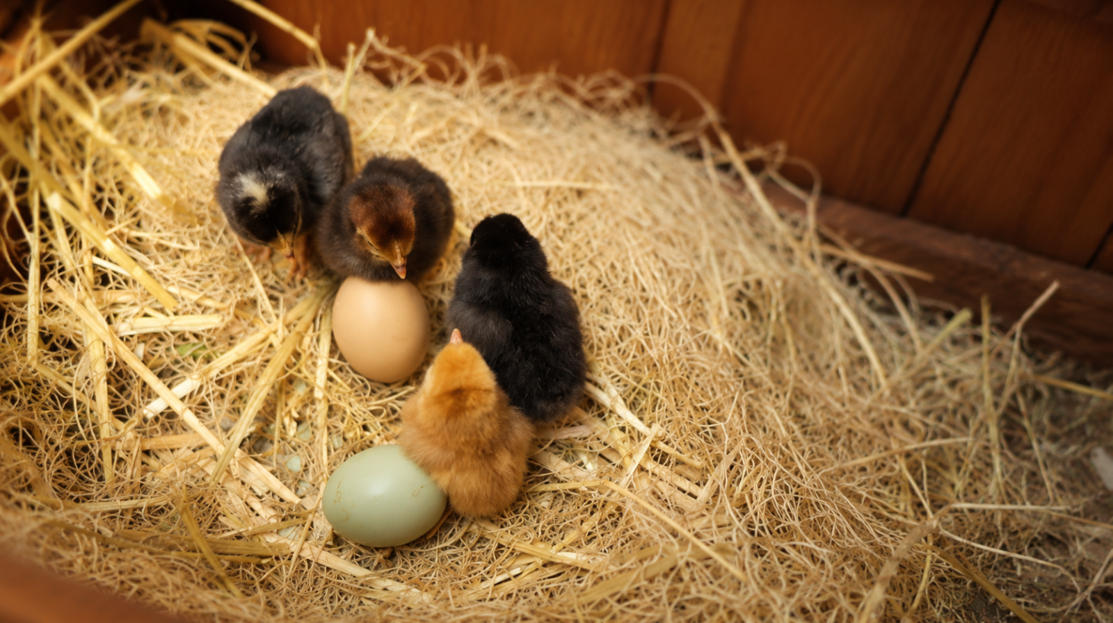 Four newly hatched chicks gathered around two eggs in a nest, representing growth, possibility, and new beginnings for adults 55+ with ADHD